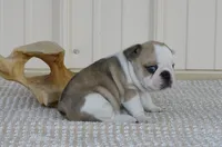 Splash, a male French Bulldog for sale in Stockton, MO – 1 of 6