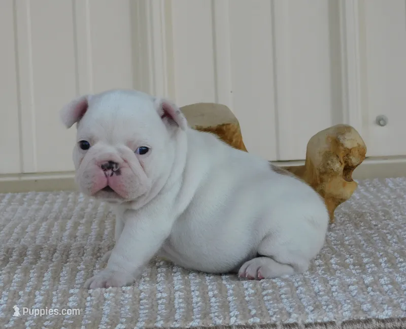 Casper – French Bulldog puppy for sale in Stockton, MO