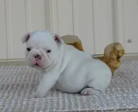 Casper, a male French Bulldog for sale in Stockton, MO – 1 of 8