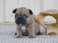Suede, a male French Bulldog for sale in Stockton, MO – 3 of 7