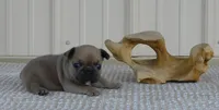Suede, a male French Bulldog for sale in Stockton, MO – 2 of 7