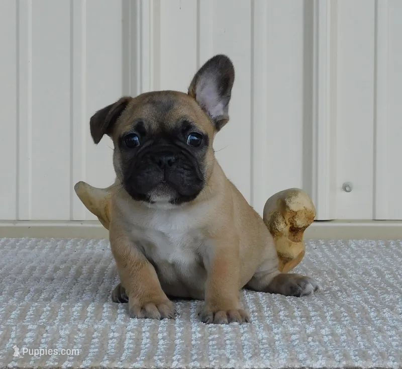 Ringo – French Bulldog puppy on hold in Stockton, MO