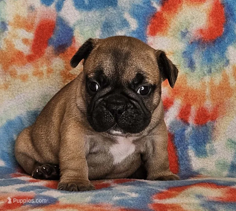 Laredo – French Bulldog puppy for sale in Stockton, MO