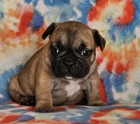 Laredo, a male French Bulldog for sale in Stockton, MO – 1 of 8