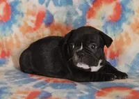 Elvira, a female French Bulldog for sale in Stockton, MO – 7 of 9
