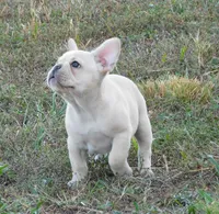 Buster, a male French Bulldog for sale in Stockton, MO – 7 of 9