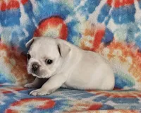 Diva, a female French Bulldog for sale in Stockton, MO – 2 of 9