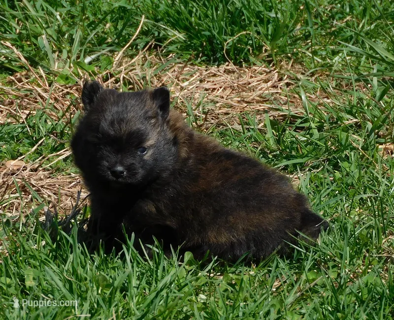 Bart, a male Pomeranian for sale in Stockton, MO – Photo 1 of 8