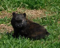 Bart, a male Pomeranian for sale in Stockton, MO – Photo 1 of 8