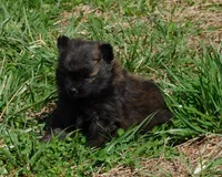 Bart, a male Pomeranian for sale in Stockton, MO – Photo 6 of 8