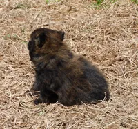 Bart, a male Pomeranian for sale in Stockton, MO – Photo 7 of 8