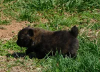 Bart, a male Pomeranian for sale in Stockton, MO – Photo 3 of 8