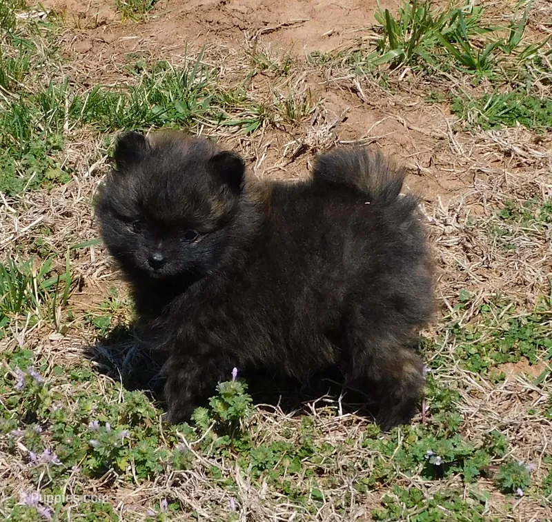 Bart – Pomeranian puppy for sale in Stockton, MO