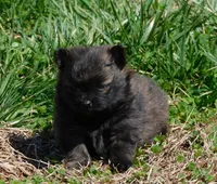 Bart, a male Pomeranian for sale in Stockton, MO – Photo 2 of 8