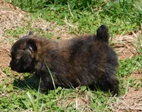 Bart, a male Pomeranian for sale in Stockton, MO – Photo 8 of 8