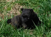 Bart, a male Pomeranian for sale in Stockton, MO – Photo 4 of 8