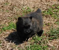 Bart, a male Pomeranian for sale in Stockton, MO – Photo 5 of 8