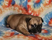 Ringo, a male French Bulldog for sale in Stockton, MO – 6 of 9