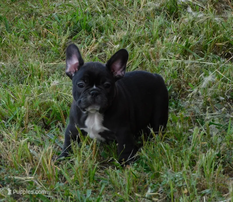 Elvira – French Bulldog puppy for sale in Stockton, MO