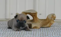 Suede, a male French Bulldog for sale in Stockton, MO – 5 of 7