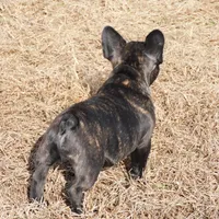 Riggs, a male French Bulldog for sale in Stockton, MO – Photo 7 of 10