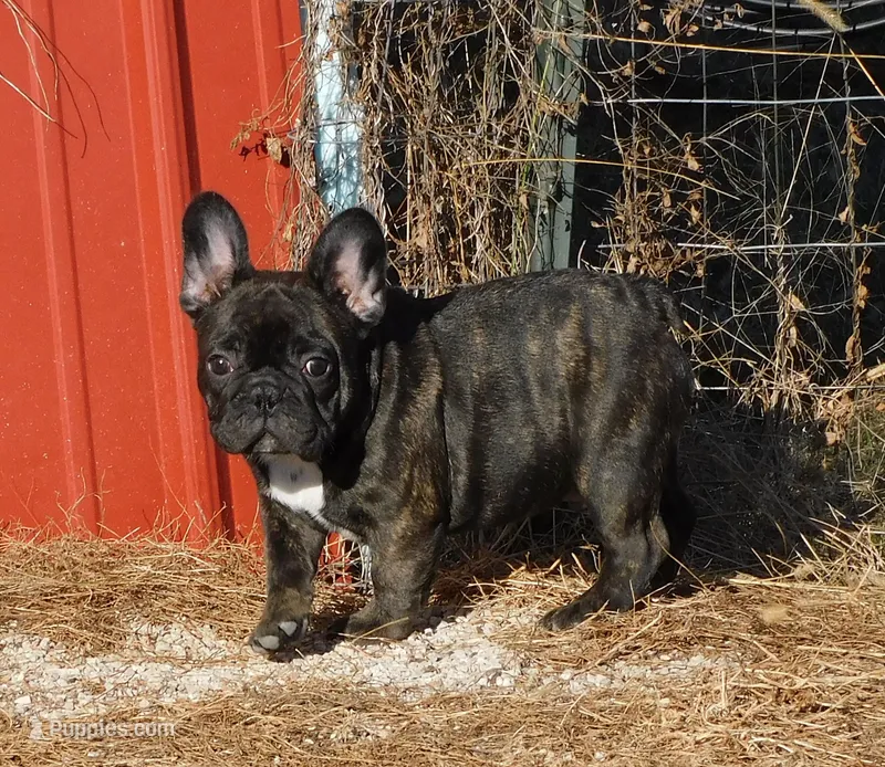 Riggs – French Bulldog puppy on hold in Stockton, MO