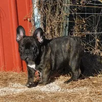 Riggs, a male French Bulldog for sale in Stockton, MO – Photo 1 of 10