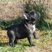 Riggs, a male French Bulldog for sale in Stockton, MO – Photo 8 of 10