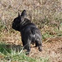 Riggs, a male French Bulldog for sale in Stockton, MO – Photo 4 of 10