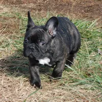 Riggs, a male French Bulldog for sale in Stockton, MO – Photo 9 of 10
