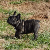 Riggs, a male French Bulldog for sale in Stockton, MO – Photo 5 of 10