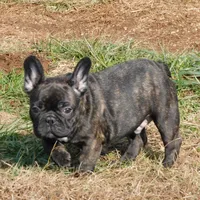 Riggs, a male French Bulldog for sale in Stockton, MO – Photo 10 of 10