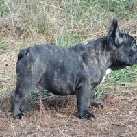 Riggs, a male French Bulldog for sale in Stockton, MO – Photo 6 of 10