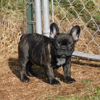 Riggs, a male French Bulldog for sale in Stockton, MO – Photo 2 of 10