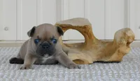 Suede, a male French Bulldog for sale in Stockton, MO – 7 of 7