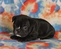 Elvira, a female French Bulldog for sale in Stockton, MO – 8 of 9