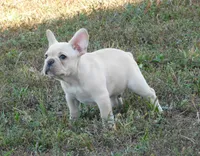 Buster, a male French Bulldog for sale in Stockton, MO – 8 of 9