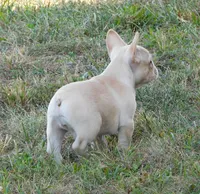 Buster, a male French Bulldog for sale in Stockton, MO – 5 of 9