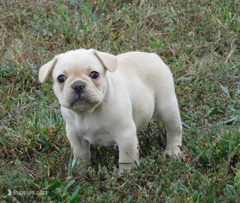 Charro – French Bulldog puppy for sale in Stockton, MO