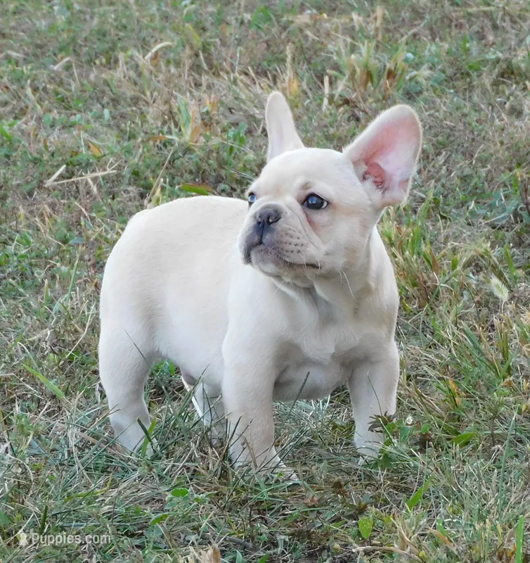 Charro – French Bulldog puppy for sale in Stockton, MO