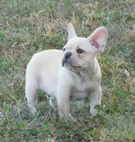 Buster, a male French Bulldog for sale in Stockton, MO – 2 of 9
