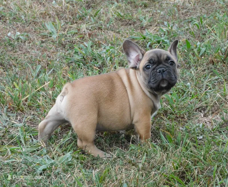 Laredo – French Bulldog puppy on hold in Stockton, MO