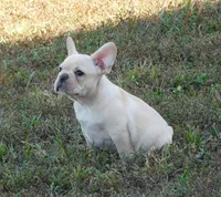 Buster, a male French Bulldog for sale in Stockton, MO – 3 of 9