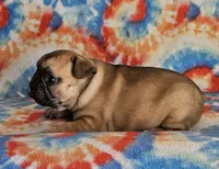 Ringo, a male French Bulldog for sale in Stockton, MO – 4 of 9