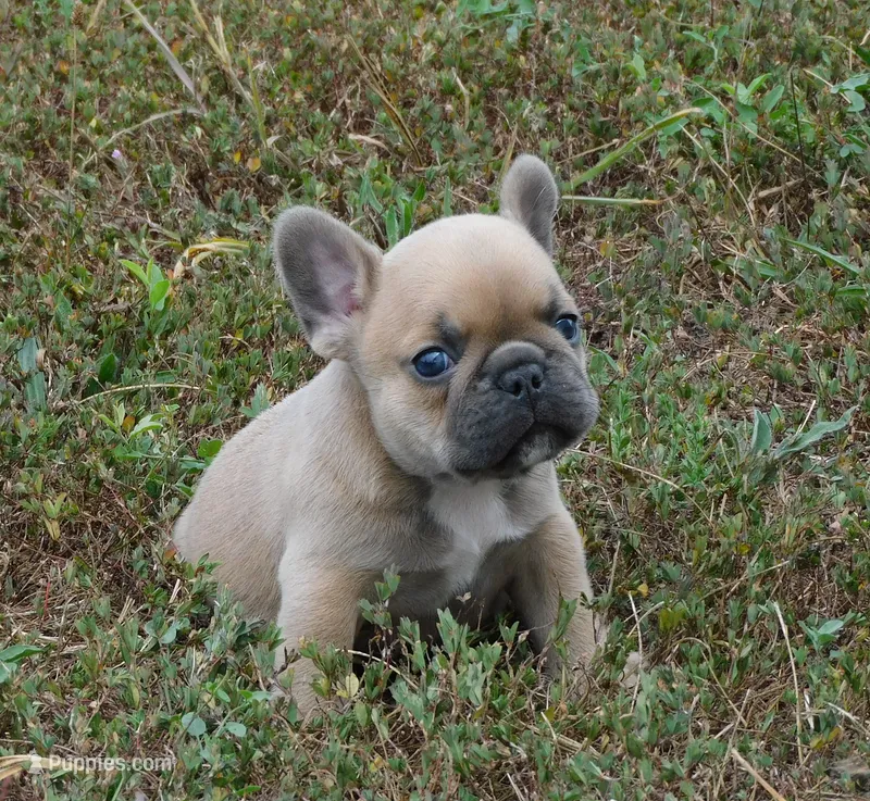 Suede – French Bulldog puppy for sale in Stockton, MO