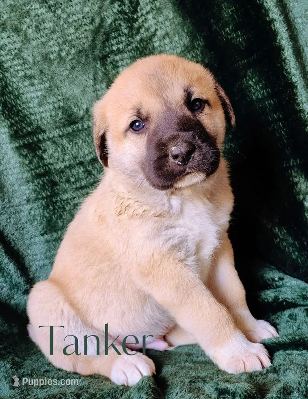 Tanker