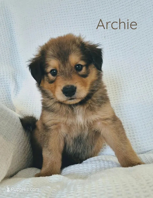 Archie – Australian Cattle Dog, Collie puppy for sale in Corsicana, TX