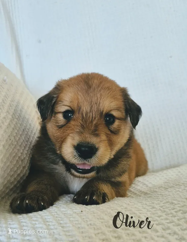 Oliver – Australian Cattle Dog, Collie puppy for sale in Corsicana, TX