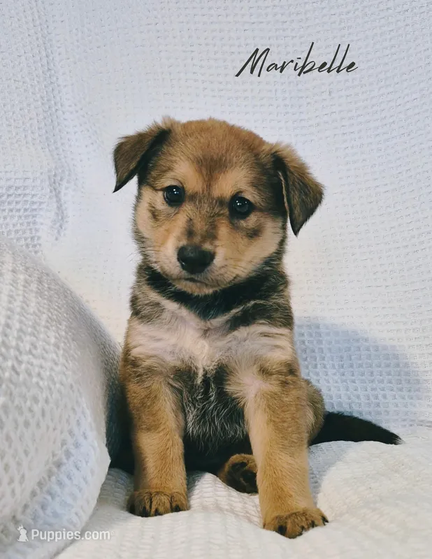 Maribelle – Australian Cattle Dog, Collie puppy for sale in Corsicana, TX