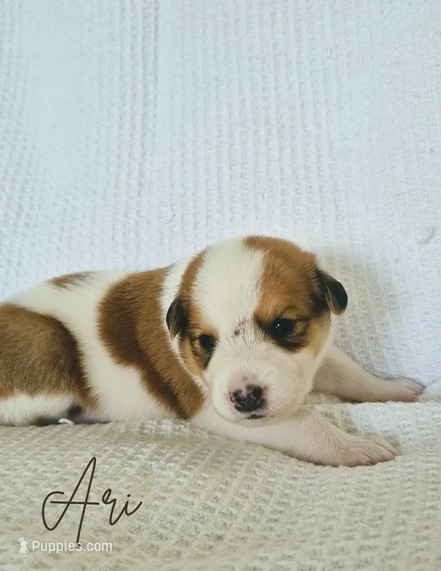 Ari – Australian Cattle Dog, Collie puppy for sale in Corsicana, TX